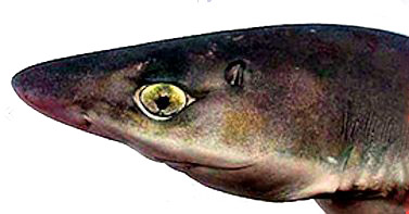 Squalus acanthias_09.jpg